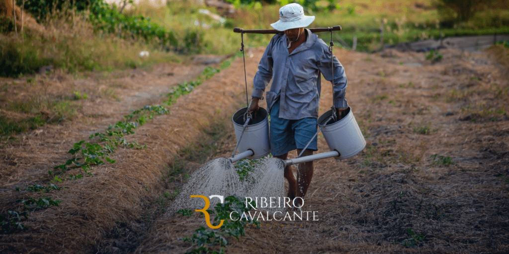 Agricultor com regador duplo irrigando plantações em campo cultivado. Fotografia de Ribeiro Cavalcante.