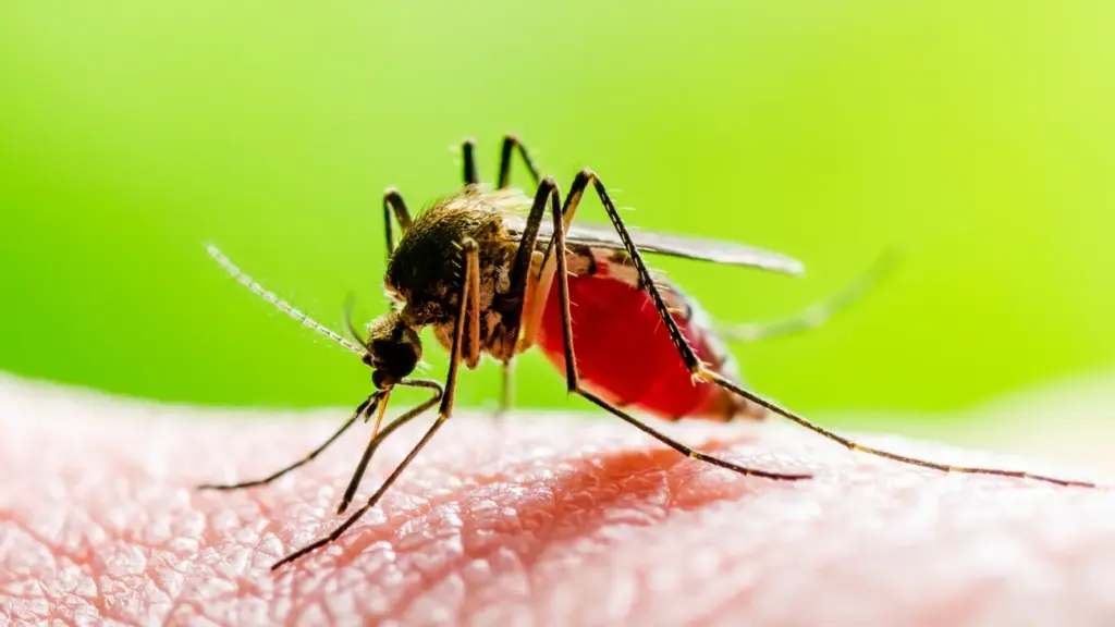 Mosquito sugando sangue em close-up, fundo verde.