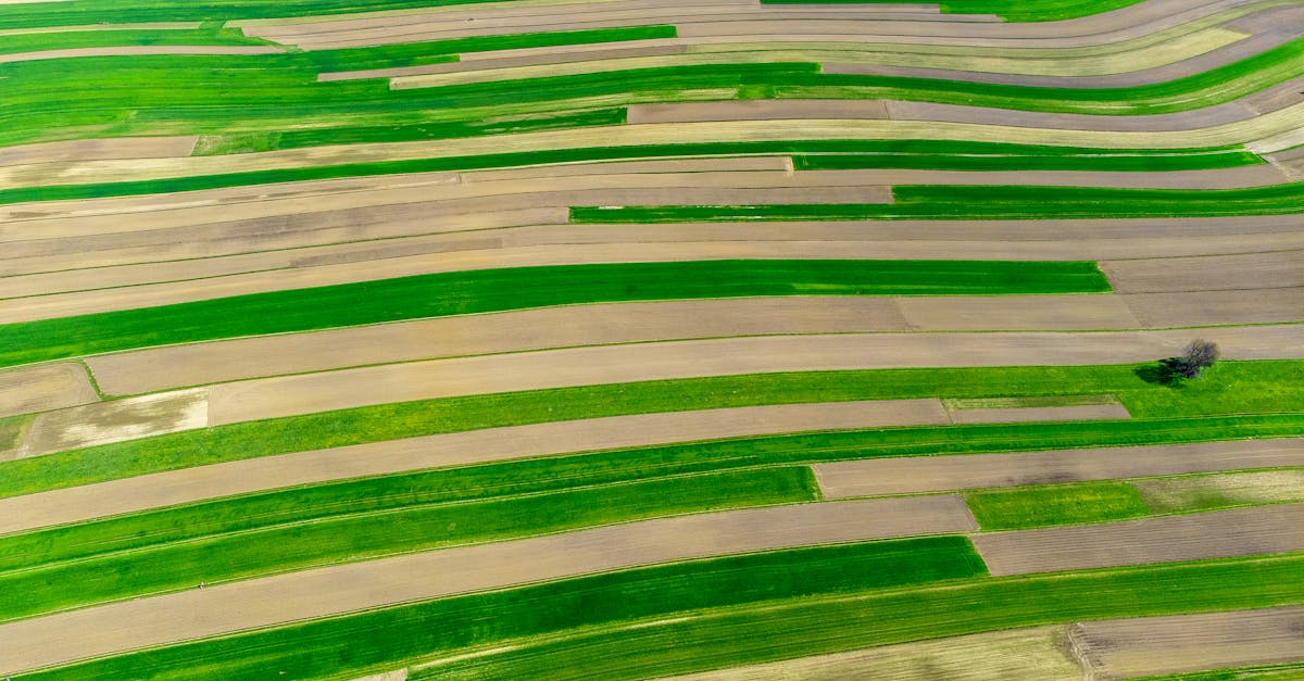 Vista aérea de campos agrícolas divididos em faixas verdes e terrosas, representando propriedades rurais. — Foto: Dawid Zawiła