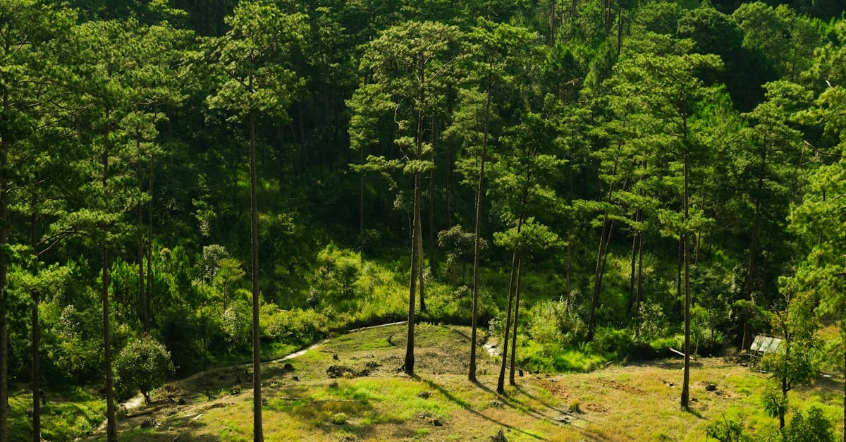 Floresta com árvores altas e verdejantes, representando a natureza e a Reserva Legal. — Foto: Dongdilac