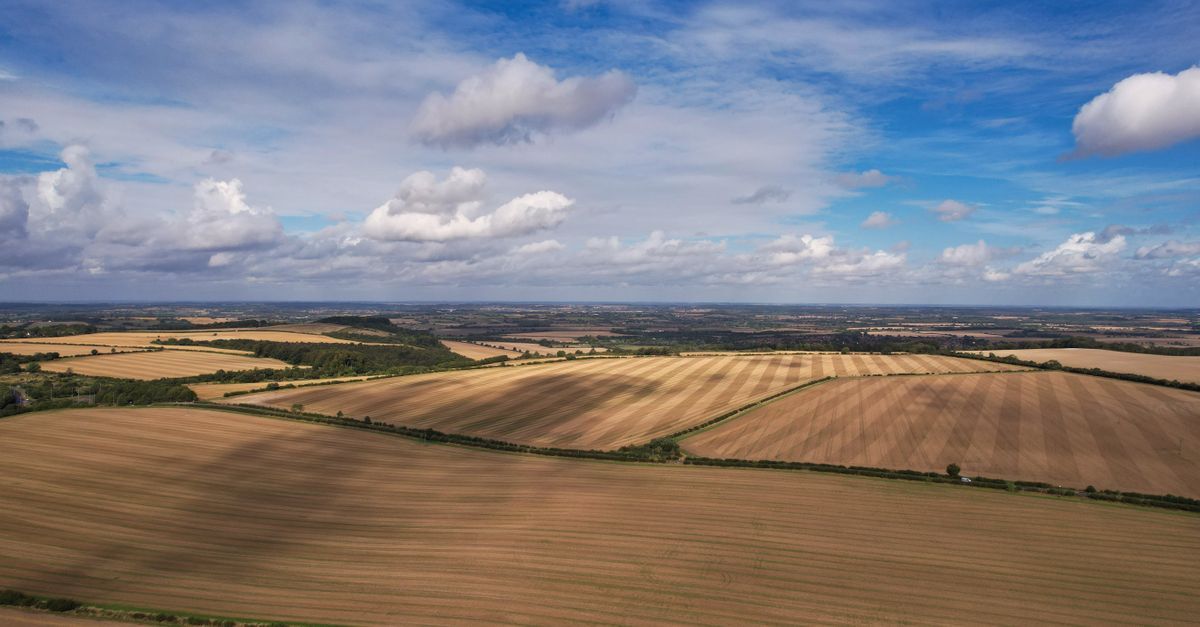 Campos agrícolas em uma paisagem rural, com linhas de divisão entre as parcelas de terra.
