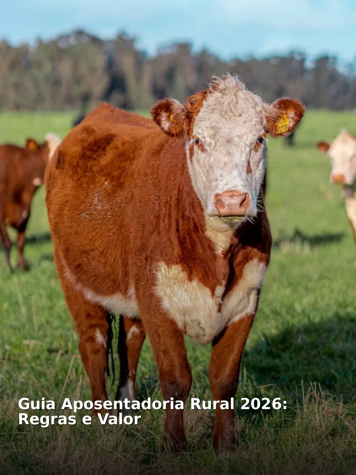 Guia aposentadoria rural 2026: regras e valor